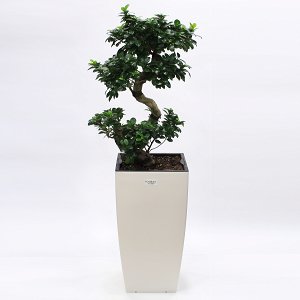 Bonsai Ficus Ginseng