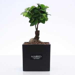 Bonsai ginseng Plant