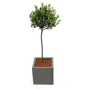 Olive Plant In A Cement Cubel!