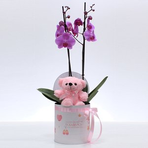 Phalaeonopsis Orchid plant and Bear!!