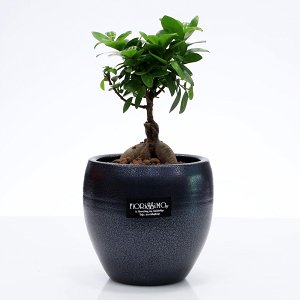 Bonsai Ficus Ginseng!