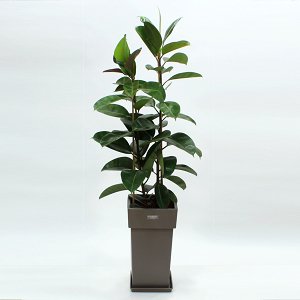 Ficus elastica in pot