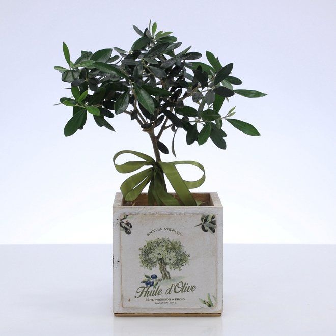 Olive tree in wooden container!