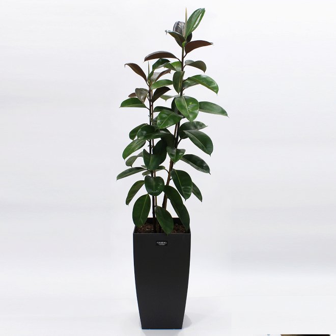 Ficus elastica in black pot!