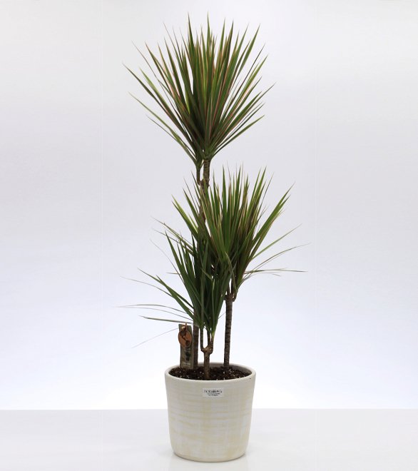 Dracaena plant in clay pot!