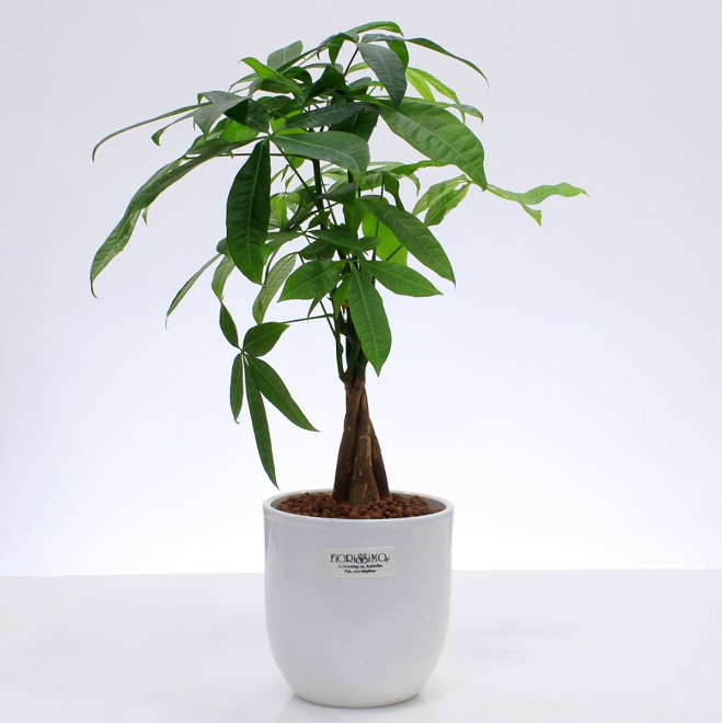 Pachyra plant in pot