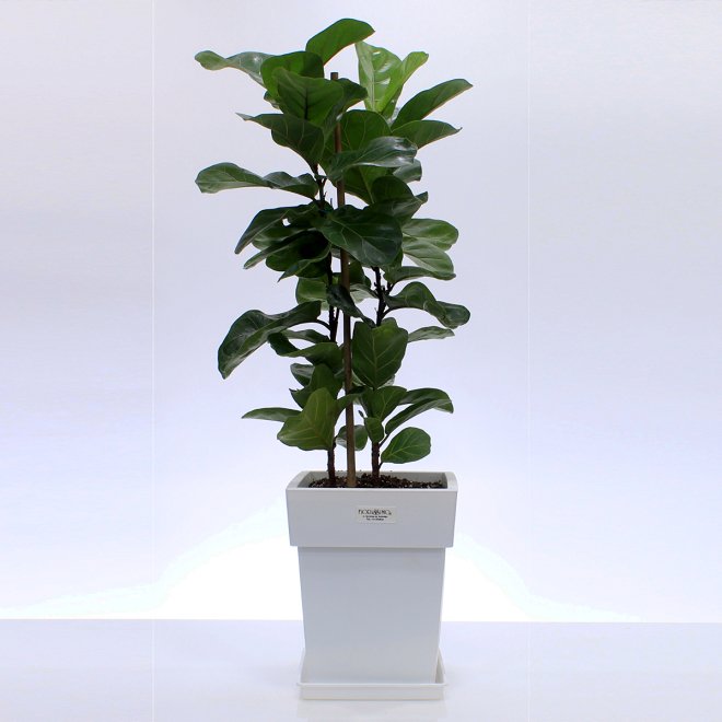 Lirata ficus plant