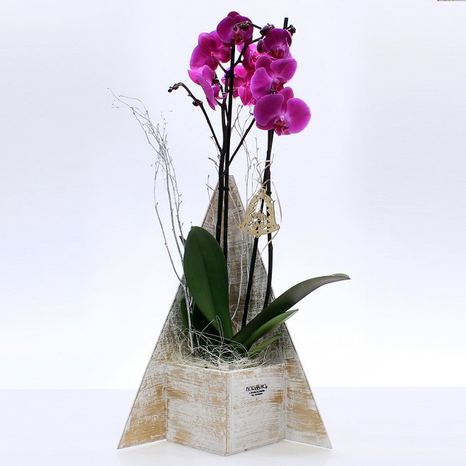 Orchid plant on wooden base