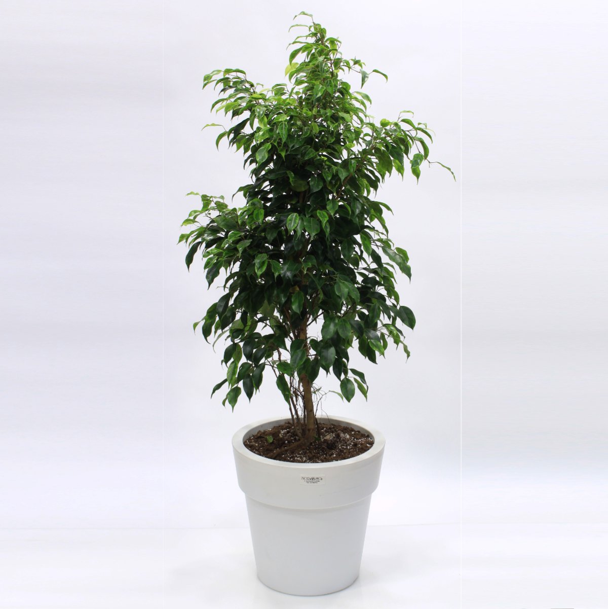 Ficus Benjamin in pot