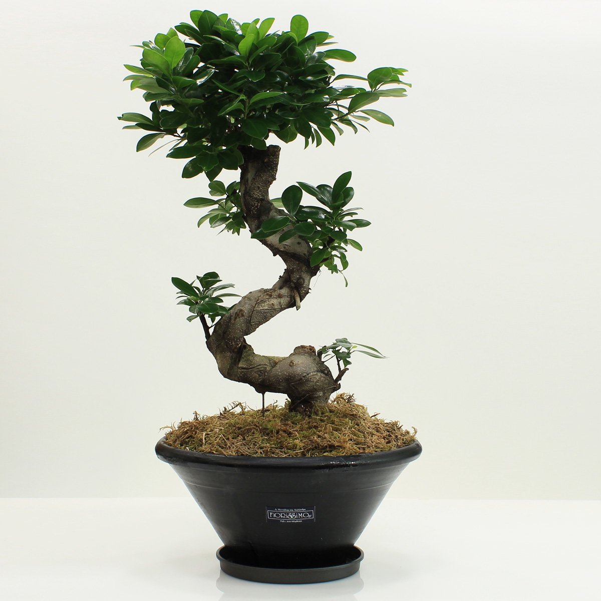 Ficus bonsai in pot!