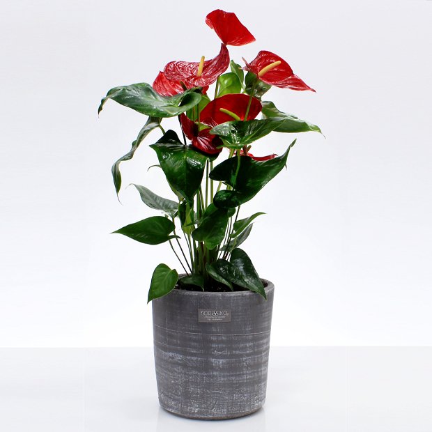 Anthurium plant