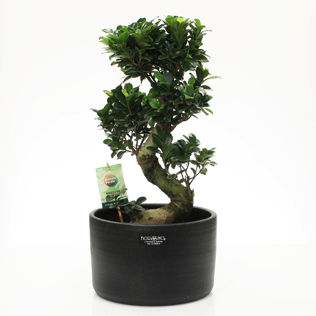 Bonsai in black clay pot!