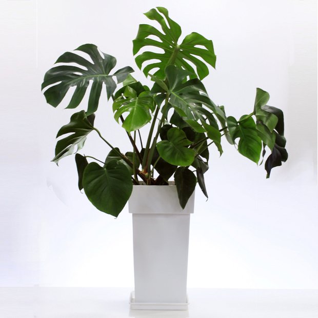 Monstera plant B