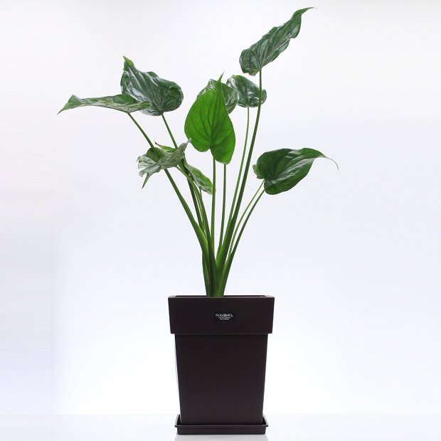 Alocasia plant in plastic pot!